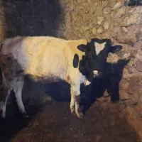 گوساله|حیوانات مزرعه|قزوین, |دیوار