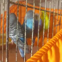 مرغ عشق باقفس|پرنده|تهران, شهرک فردوس (حسینی)|دیوار