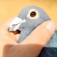 ۱۵ عدد سرور جون دونه ۳۰۰