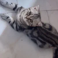 اسکاتیش نر خاص