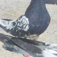 کبوتر کله سیاه