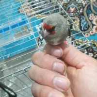 سهره نر به شرط|پرنده|ساری, |دیوار