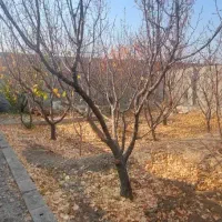 باغچه-4دیواری-چسب-بافت-حصار-شالپوش