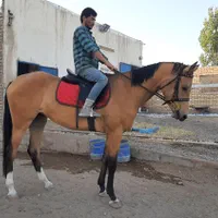 مادیون یک سر خارجی پرشی|اسب و تجهیزات اسب‌سواری|تهران, آبشار|دیوار