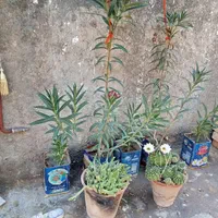 گل های زیبا