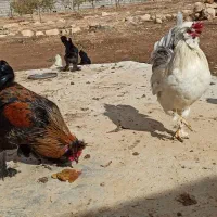 تخم مرغ اصیل سلطان|حیوانات مزرعه|شیراز, شاه قلی بیگی|دیوار