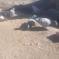 چندعددکبوترفروشی|پرنده|کورین, |دیوار