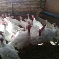 بوقلمون گوشتی