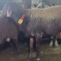 قوچ وبره‌قوچ همو. میش وشیشک همو وهترو|حیوانات مزرعه|کهریزک, |دیوار