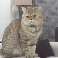 گربه نر پریتیش چین چیلا