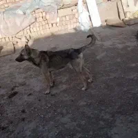 سگ میکس سراب افغان