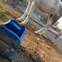 اسب|اسب و تجهیزات اسب‌سواری|میناب, |دیوار