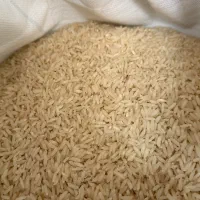 برنج طارم هاشمی کشت دوم
