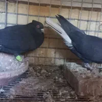 فروش کفتر|پرنده|شاهین‌شهر, خانه کارگر|دیوار