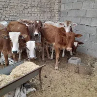 گاو ی گوساله نر در شادگان