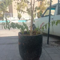 گلدان بزرگ با گل کاغذی سفید و زرد