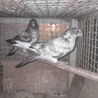 کفتر کبوتر