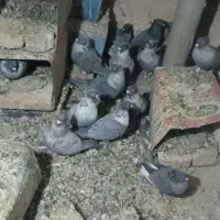 کبوترموشی نقره ای طوق سفید|پرنده|چناران, |دیوار