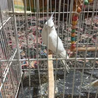 پرنده فروشی|پرنده|تربتحیدریه, حیدرآباد|دیوار