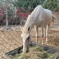 کود حییوانی