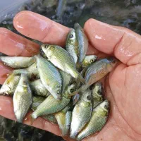 آکواریوم ماهی|ماهی|سنگر, |دیوار