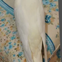 عروس هلندی