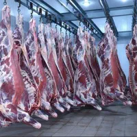 پخش عمده و خرد گوشت و آلایش گوسفندی و گوساله|خوردنی و آشامیدنی|تهران, تهرانسر شمالی|دیوار