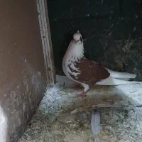 کبوتر  پرشی همچی تمام نرو ماده