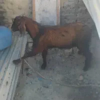 گوسفند پاچن