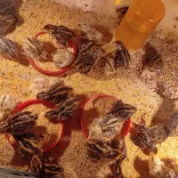 با سلام فروش حدود ۳۰عدد جوجه بلدرچین ۱۵روزه