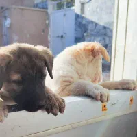 واگذاری رایگان توله سگ میکس ۳ ماهه شناسنامه‌دار