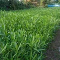 پاپیتال پاکتی ، خرزهره سطل سه و نیم|خدمات باغبانی و درختکاری|چابکسر, |دیوار