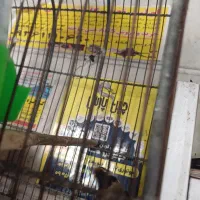 سهره نر|پرنده|ری, سرتخت|دیوار