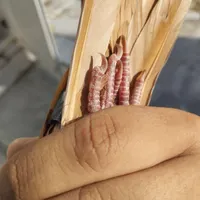 جونه گرفتنی۲پری نر|پرنده|بروجرد, |دیوار
