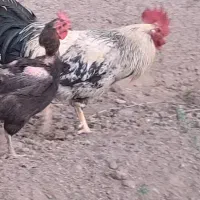 خروس جوان