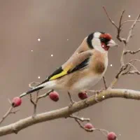 سهره غریب گیری