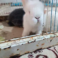 خرگوش لوپ|موش و خرگوش|رفسنجان, |دیوار