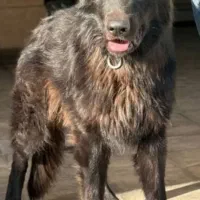 ژرمن شپرد بلک