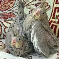 ۶ عدد پرنده|پرنده|محمدشهر, همایون ویلا|دیوار