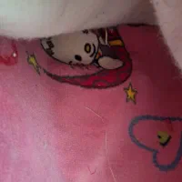 موکت
