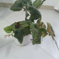 گل شاداب   معاوضه  طرقبه