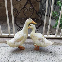 دوعدد اردک