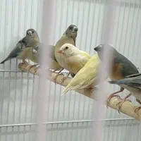جوجه فنچ گلدین سبز و زرد