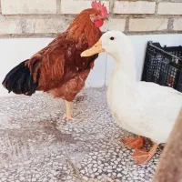 فروش اردک خانگی باخروس