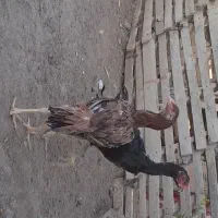 لاری