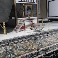 عروس هلندی. جوجه