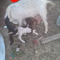 بز دوقلو زا با دوتا بیگ نر ماده افغانی دینراک