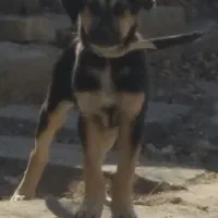 سگ اصل|سگ|نهاوند, |دیوار