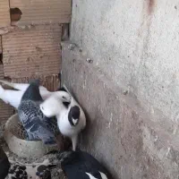 باسلام کفتر گمشده