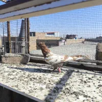 آلمانی سرخ و کله نر گرفتنی پرش